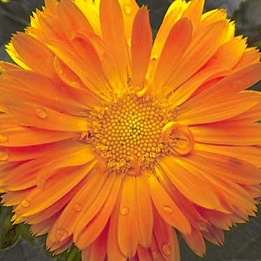 Osteopathie-Physiomed-Killermann-Blume7